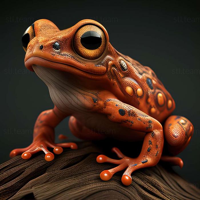 Boophis brachychir